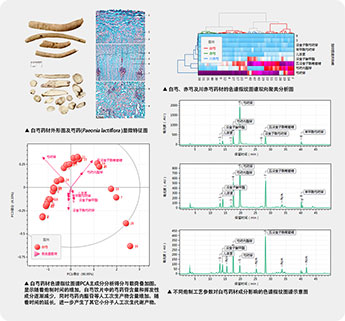 ChemPattern™ chromatographic fingerprint analysis of processing technique of Traditional Chinese Medicine Paeoniae Radix Alba