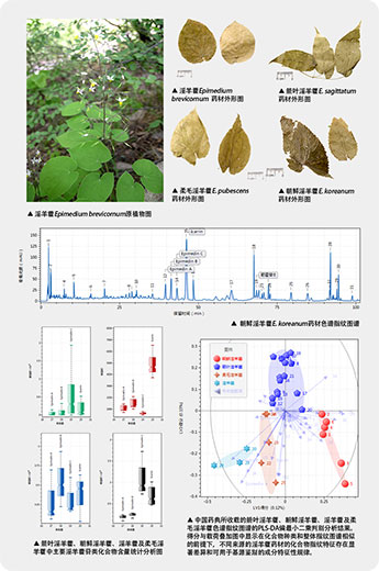 PLS-DA analysis of Epimedium brevicornum, E. sagittatum, E. pubescens, E. koreanum that carried by Chinese Pharmacopoeia Volume I